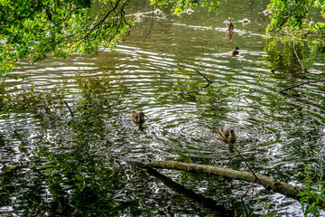 A family of ducks at Haagse Bos, forest in The Hague