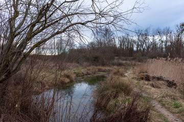 Kleiner Teich mit Schilf und Gräser