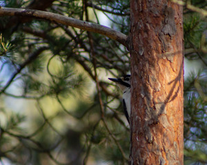Great spotted woodpecker behind a tree trunk, sticking out its head and beak. Blurry forest in the background.