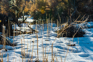 Winter Snow, Sage Brush and Wild Grass