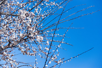 Cherry Sakura Tree with Beautiful Sky