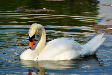 Ein weißer Schwan auf einem Teich 