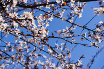 Fototapeta na wymiar Cherry Sakura Tree with Beautiful Sky