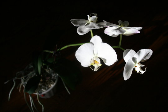 white orchid on black background