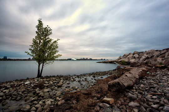 Scenic Windsor Ontario Riverfront View Solitary Tree