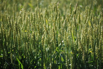 green wheat field