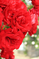 バラ　グランドホテル