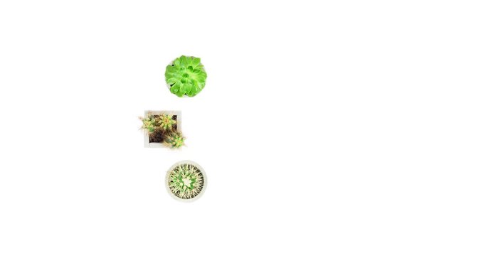 Stop motion of succulents and cactus isolated on white background. Eco loading bar.