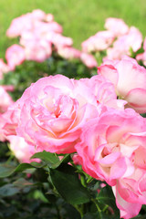 バラ    ストロベリーアイス