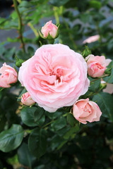 バラ　マリアテレジア