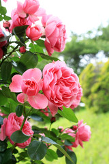 バラ　レオナルドダビンチ