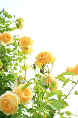 Naklejka premium バラ グラハム・トーマス