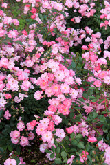 バラ 　ラベンダードリーム