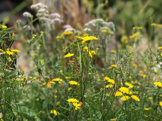 Beautiful daisy flowers pink and white colorful with green leaves blurred background floral wallpaper botanic garden in spring time 