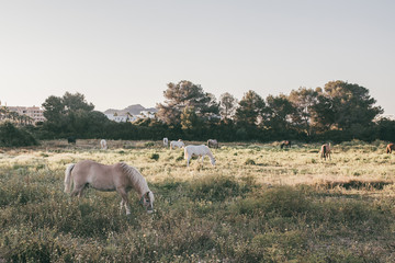 Pferde auf der Weide im Sommer