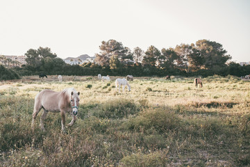 Obraz na płótnie Canvas Pferde auf der Weide im Sommer