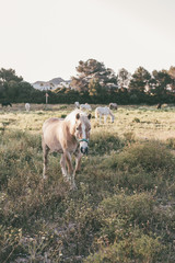 Pferde auf der Weide im Sommer