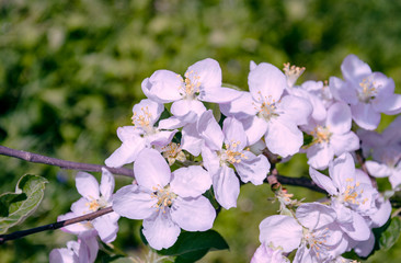 Fototapeta na wymiar Blooming apple tree branch with white flowers