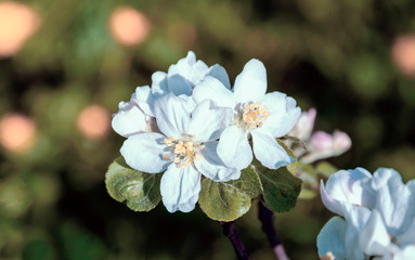 Blooming apple tree branch with white flowers