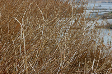 겨울 강변 갈대
