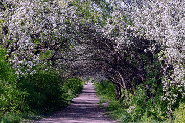 Fototapeta premium arch with flowering branches of apple