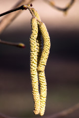 European hazel  (Corylus avellana) flower.
