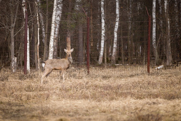 Naklejka na ściany i meble Roe deer stands in the field, against the backdrop of a fence and forest. A young roe deer walks through the reserve.