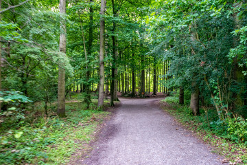 Muddy road leading into Haagse Bos, forest in The Hague