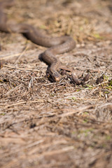 Viper crawling on the dried grass land on a sunny day. Venomous snake, which is extremely widespread in most parts of Western Europe.