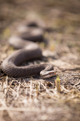 Closeup of a snake crawling over dried grass. Poisonous snake, common viper, lives in the European part.