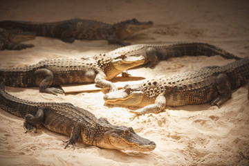A few very cute little alligators are shown in the Everglades National Park, Florida, America.