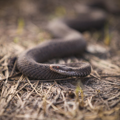 Closeup of a viper creeping on dried grass on a sunny day. Poisonous snake, which is widespread in the European part.