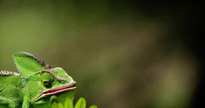 Chameleon eat insect in close-up, South Africa