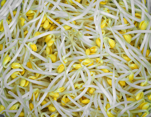 fresh soybean sprout as food background