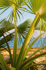 Fototapeta premium Palm tree on the sunny beach