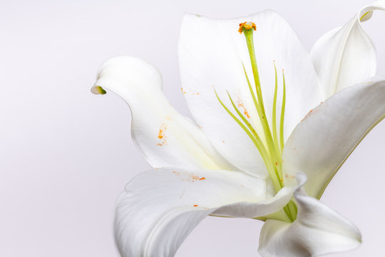 Macro of lily flower