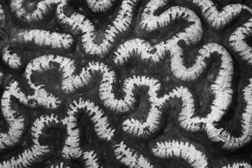 Reef-Building Coral Abstract in Papua New Guinea