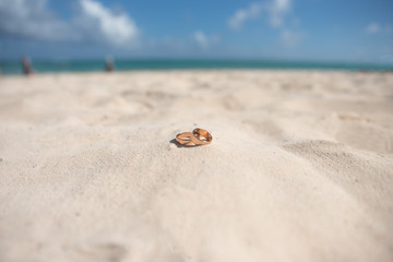 shell on the beach - 253879767