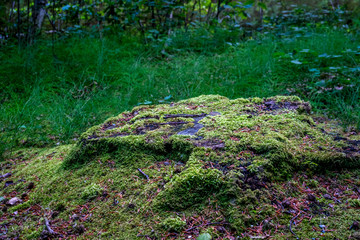 Green moss on the ground at Haagse Bos, forest in The Hague