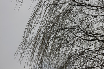 초봄 수양버들 나무가지