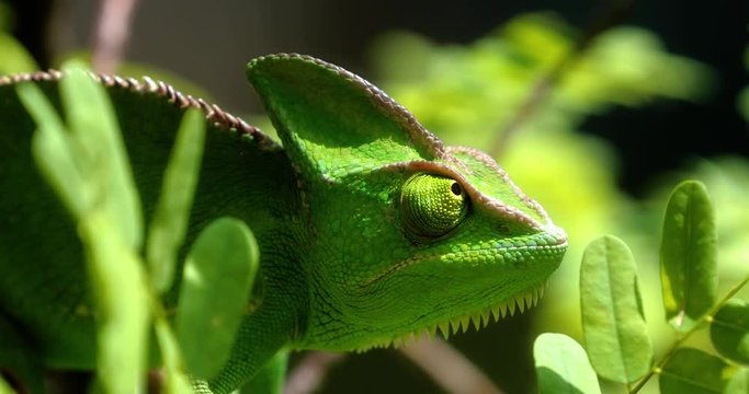 Chameleon in close-up, South Africa