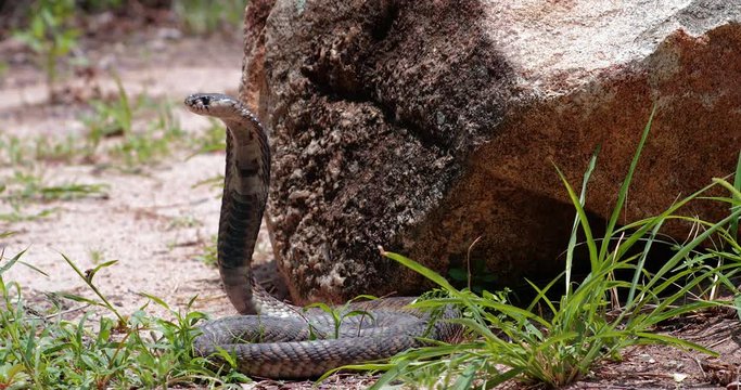 cobra snake in liberty, South Africa