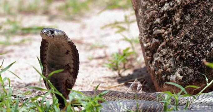 cobra snake in liberty, South Africa