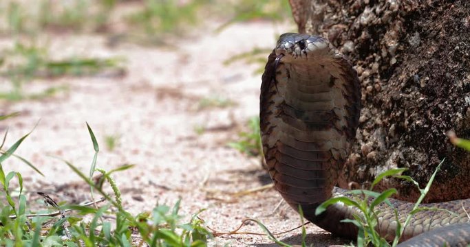 cobra snake in liberty, South Africa