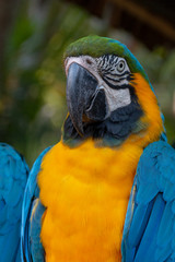 A Macaw Parrot