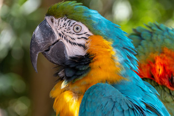 A Macaw Parrot