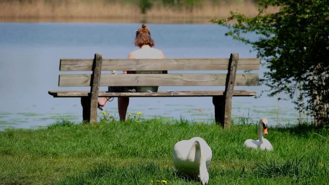 schwan am see beim fressen