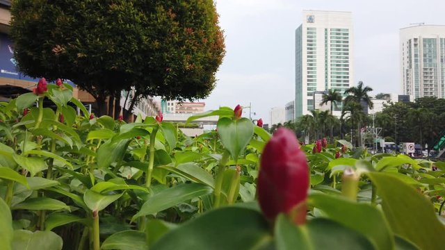 A city garden at Plaza Senayan Jakarta