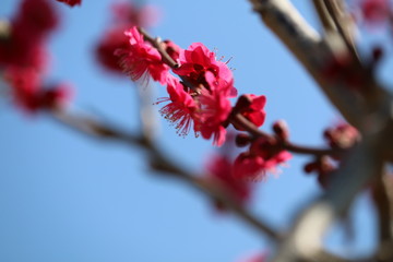 梅満開