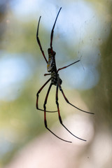 A Large Spider
